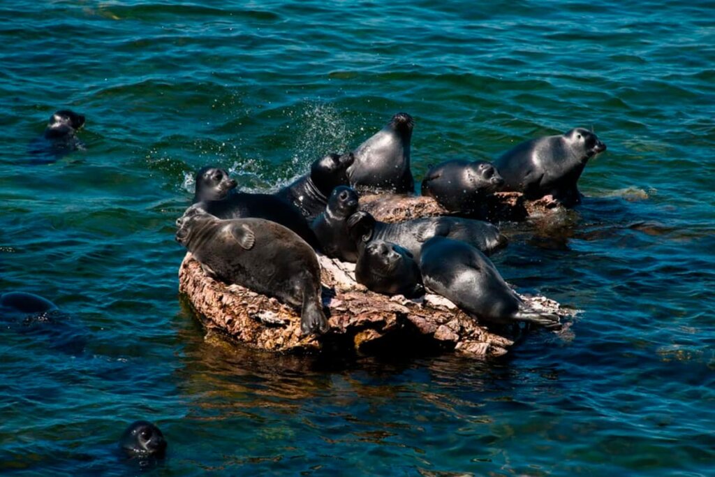 Тур на Байкал