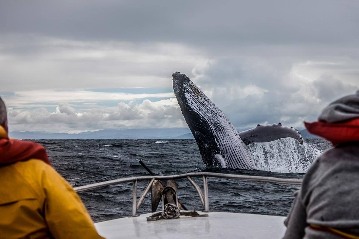 Морская прогулка на поиск китов на Баренцевом море