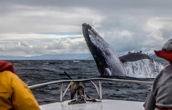 Териберка: киты на Баренцевом море