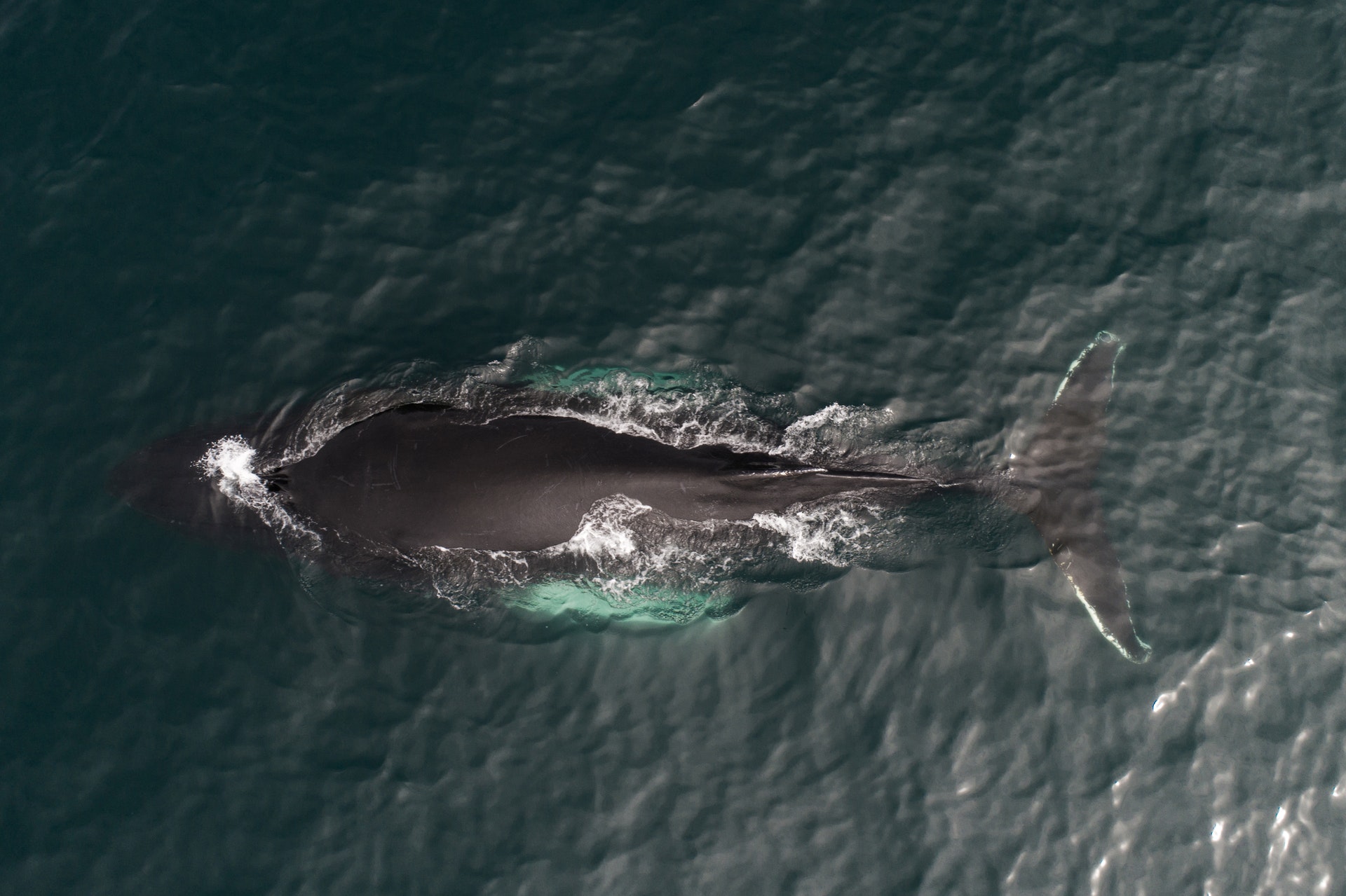 Горбатый кит на Баренцевом море
