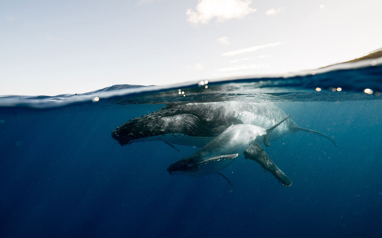 Океан киты Свобода