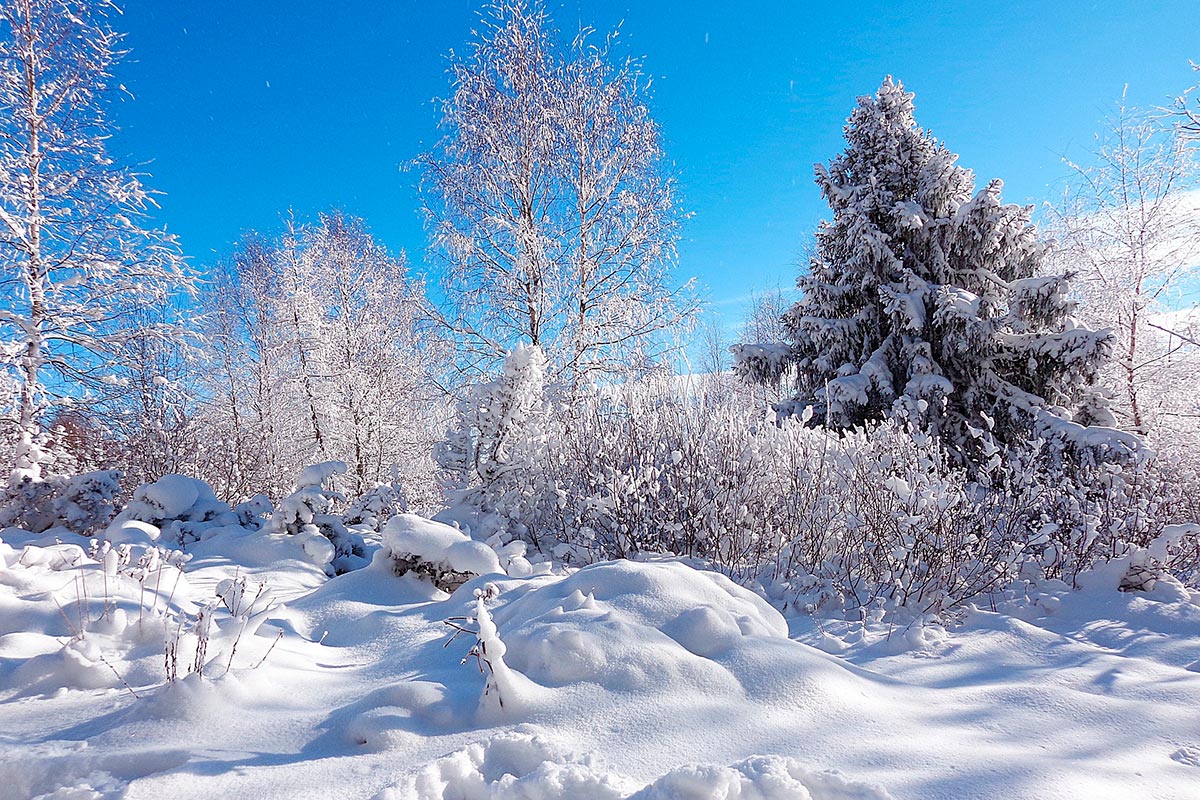 Уральский лес зимой
