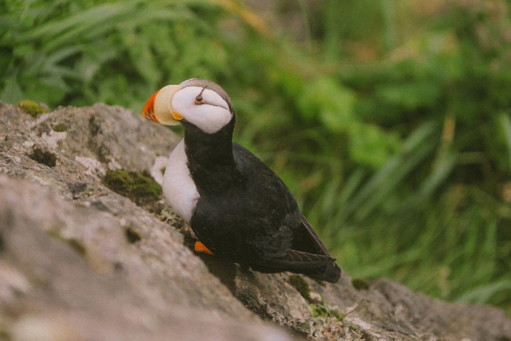 Ипатка (тупик) на Командорах