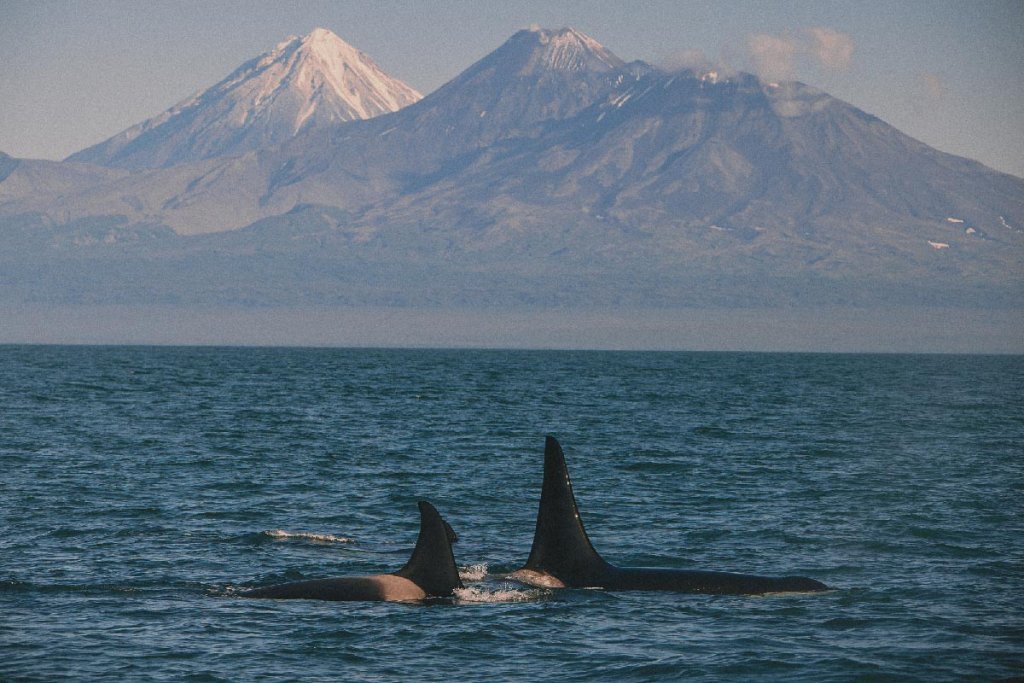 Касатки по дороге от Камчатки к Командорским островам